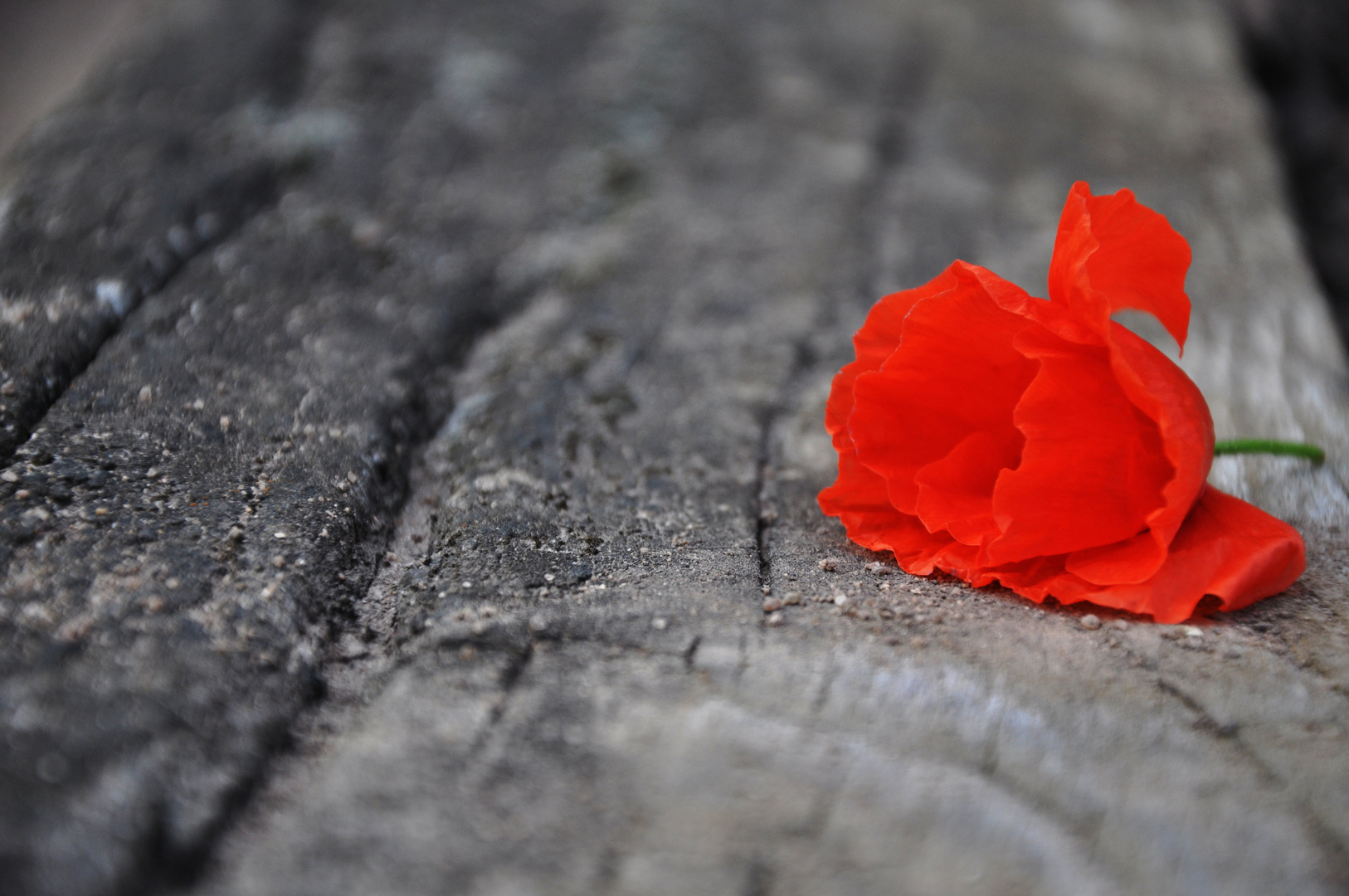 Mohn im Herbst