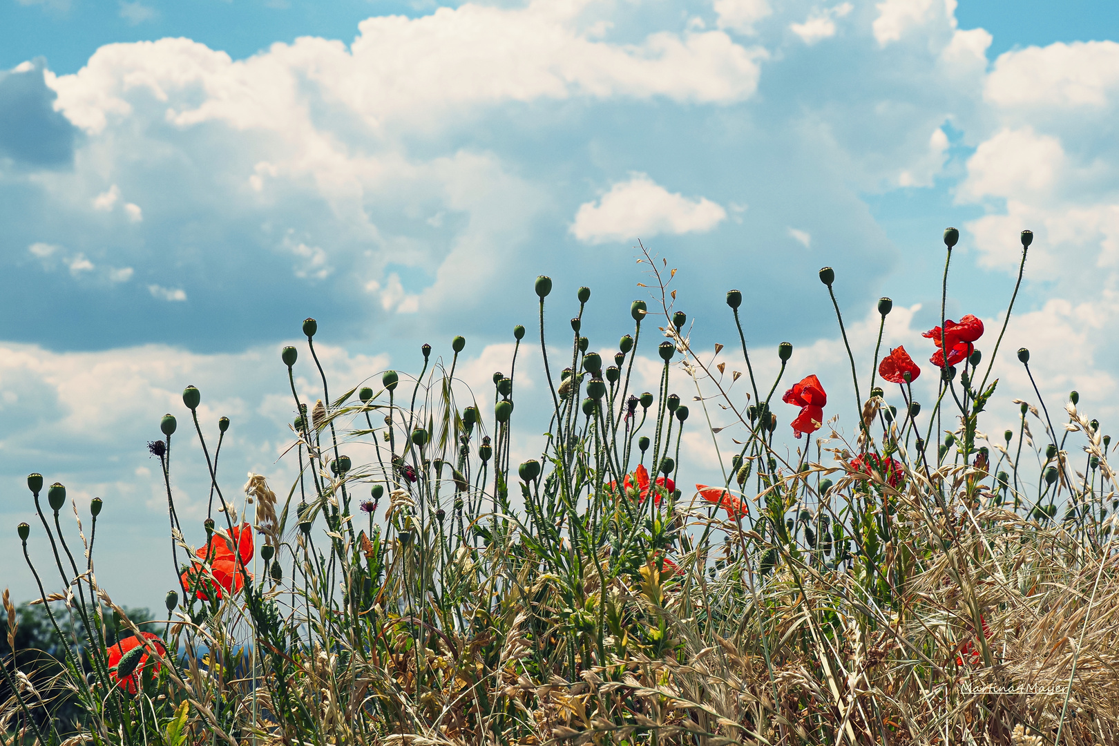 @Mohn im Himmel