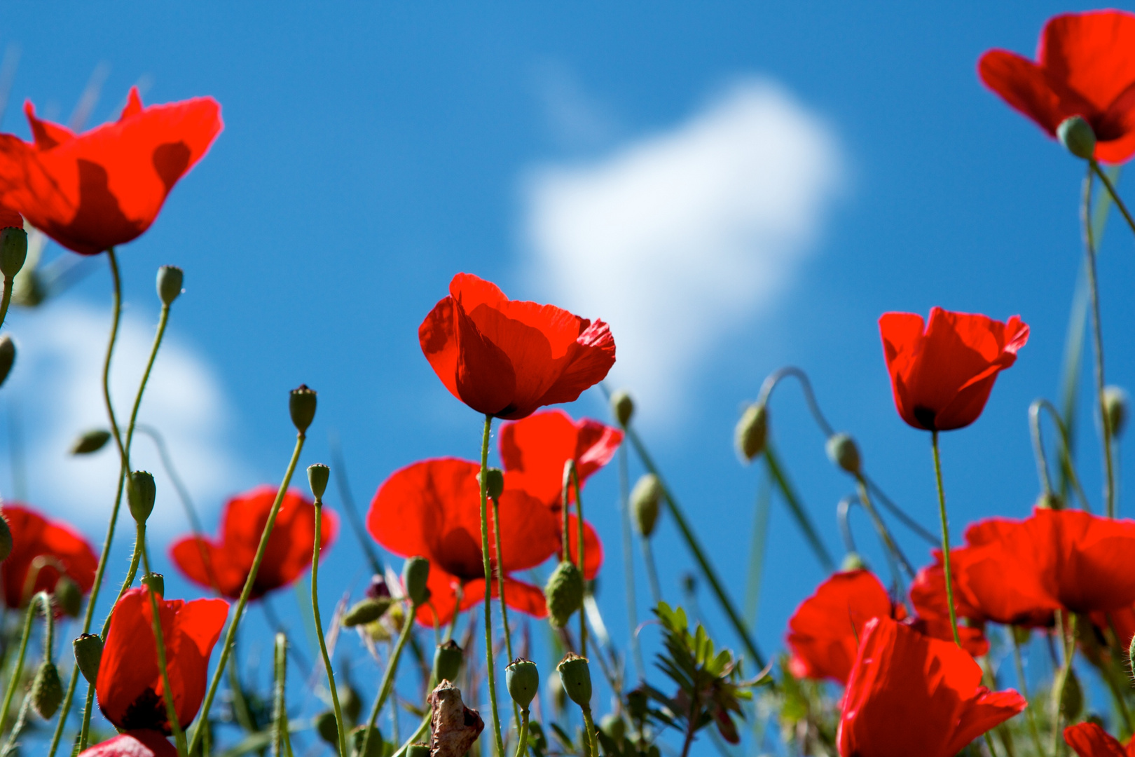 Mohn im Himmel Foto & Bild | pflanzen, pilze & flechten, blüten