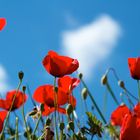 Mohn im Himmel