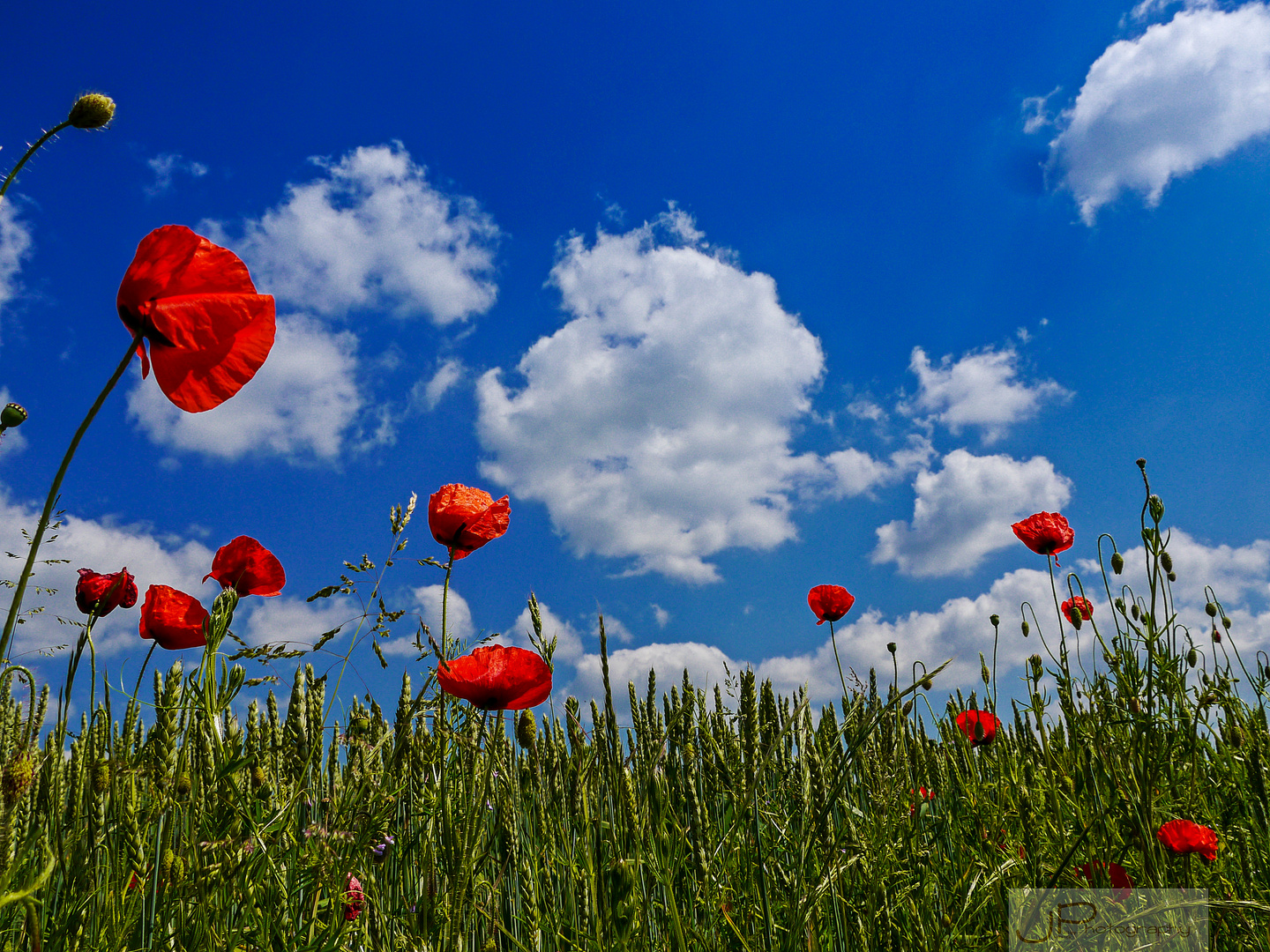 Mohn im Himmel