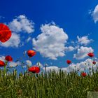 Mohn im Himmel