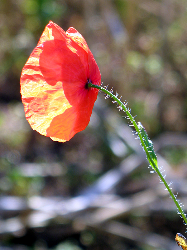 Mohn im Hochsommer