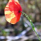 Mohn im Hochsommer