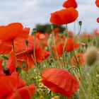 Mohn im Juni