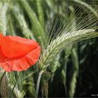 Mohn im Juni ....