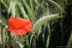 Mohn im Juni ....