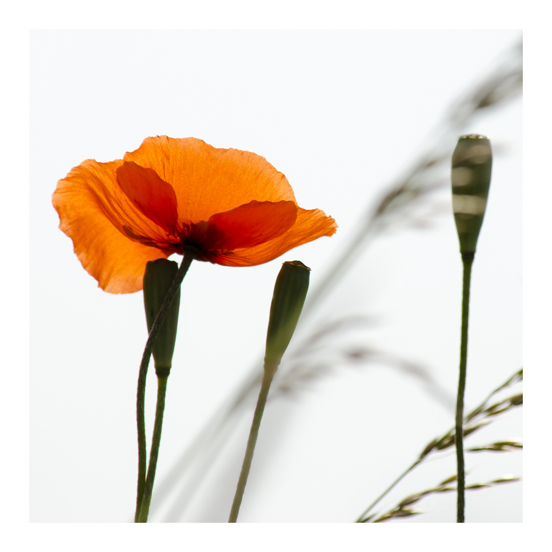 Mohn im Juni