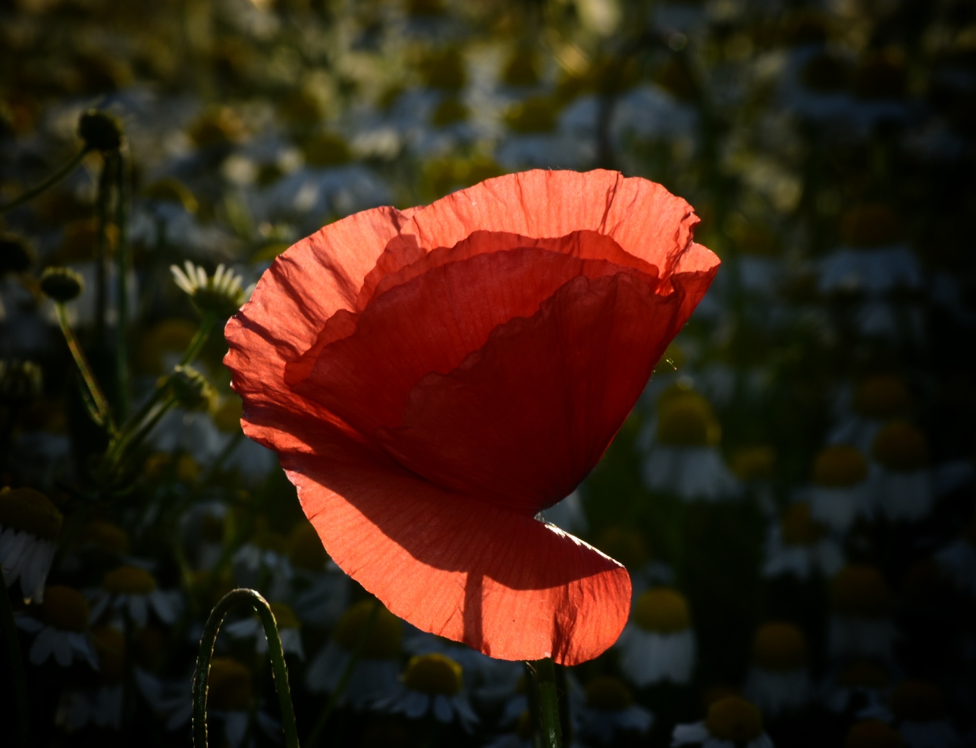 Mohn im Kamillefeld...