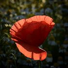 Mohn im Kamillefeld...