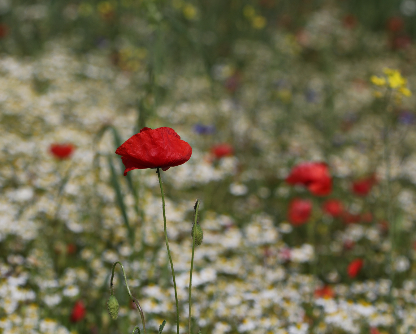 Mohn im Kamillenfeld