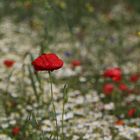 Mohn im Kamillenfeld