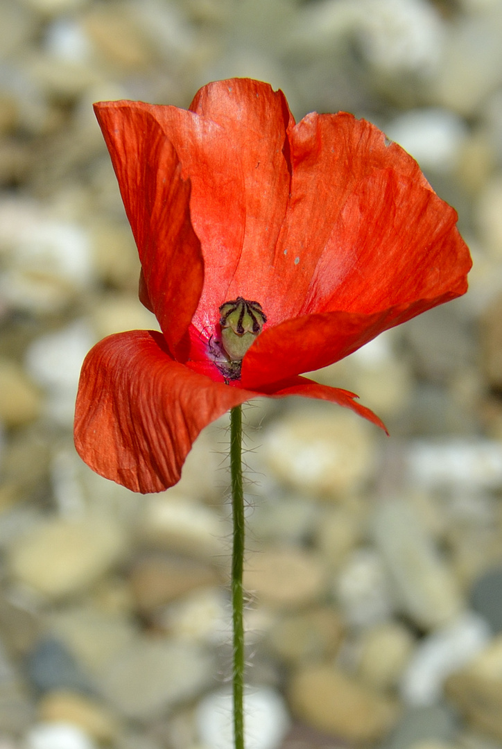 Mohn im Kiesbett