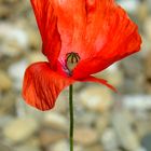 Mohn im Kiesbett