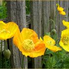 Mohn im Kirchengarten