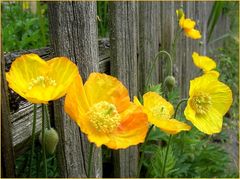 Mohn im Kirchengarten