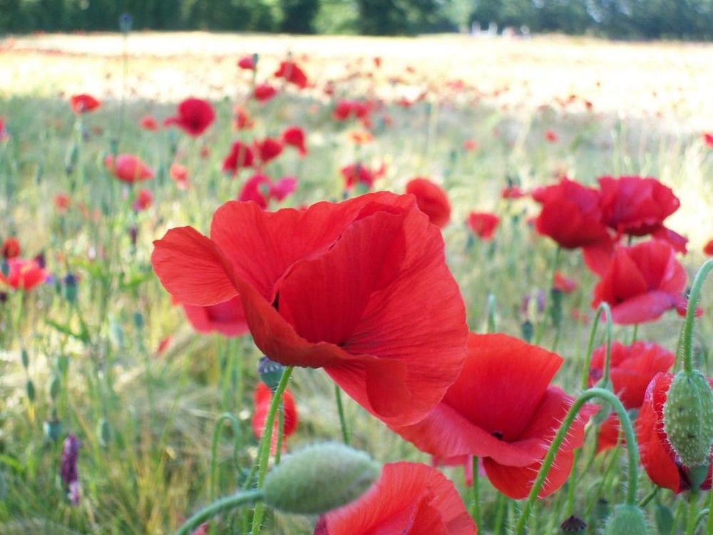 Mohn im Korn 02