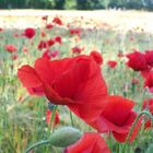 Mohn im Korn 02