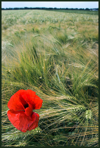 Mohn im Korn