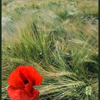 Mohn im Korn