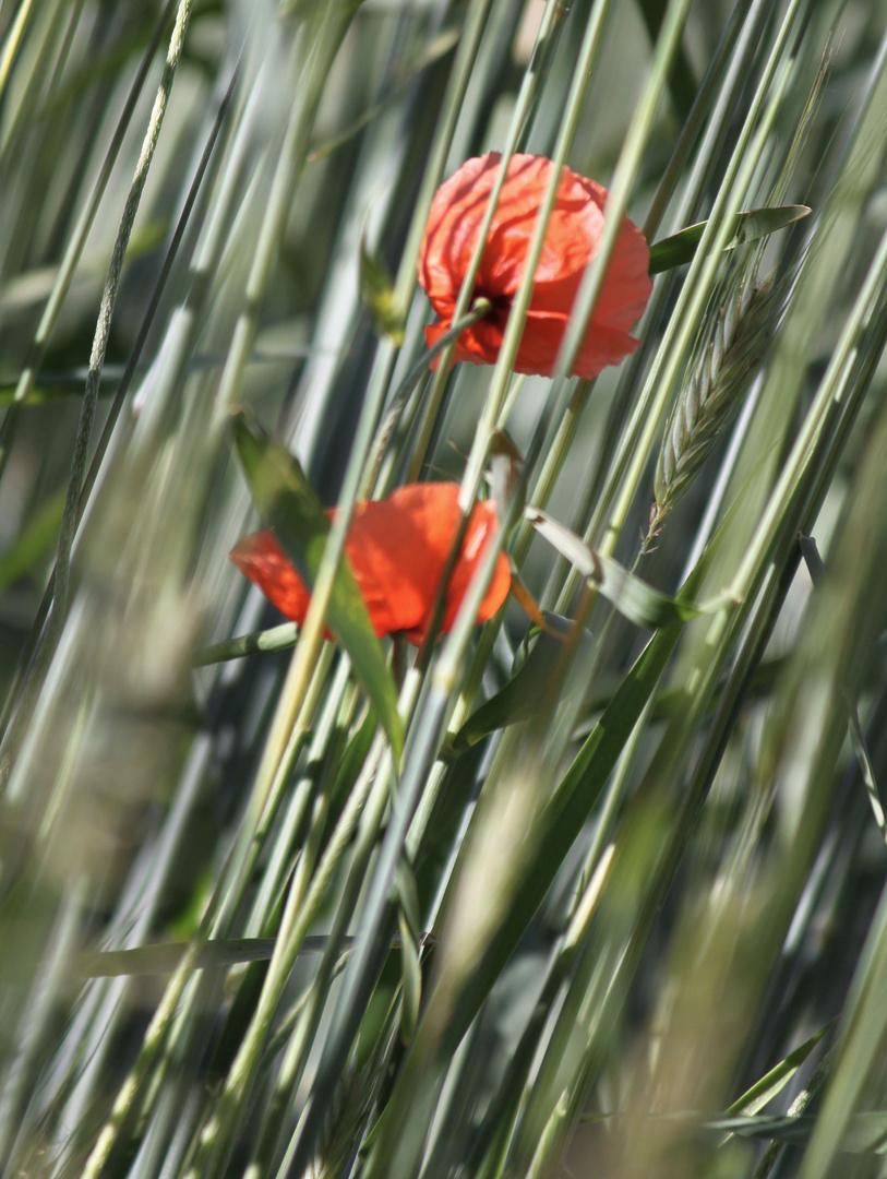 Mohn im Korn