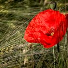 Mohn im Korn