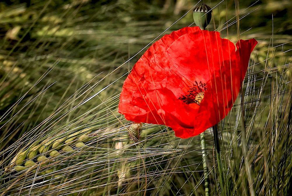 Mohn im Korn