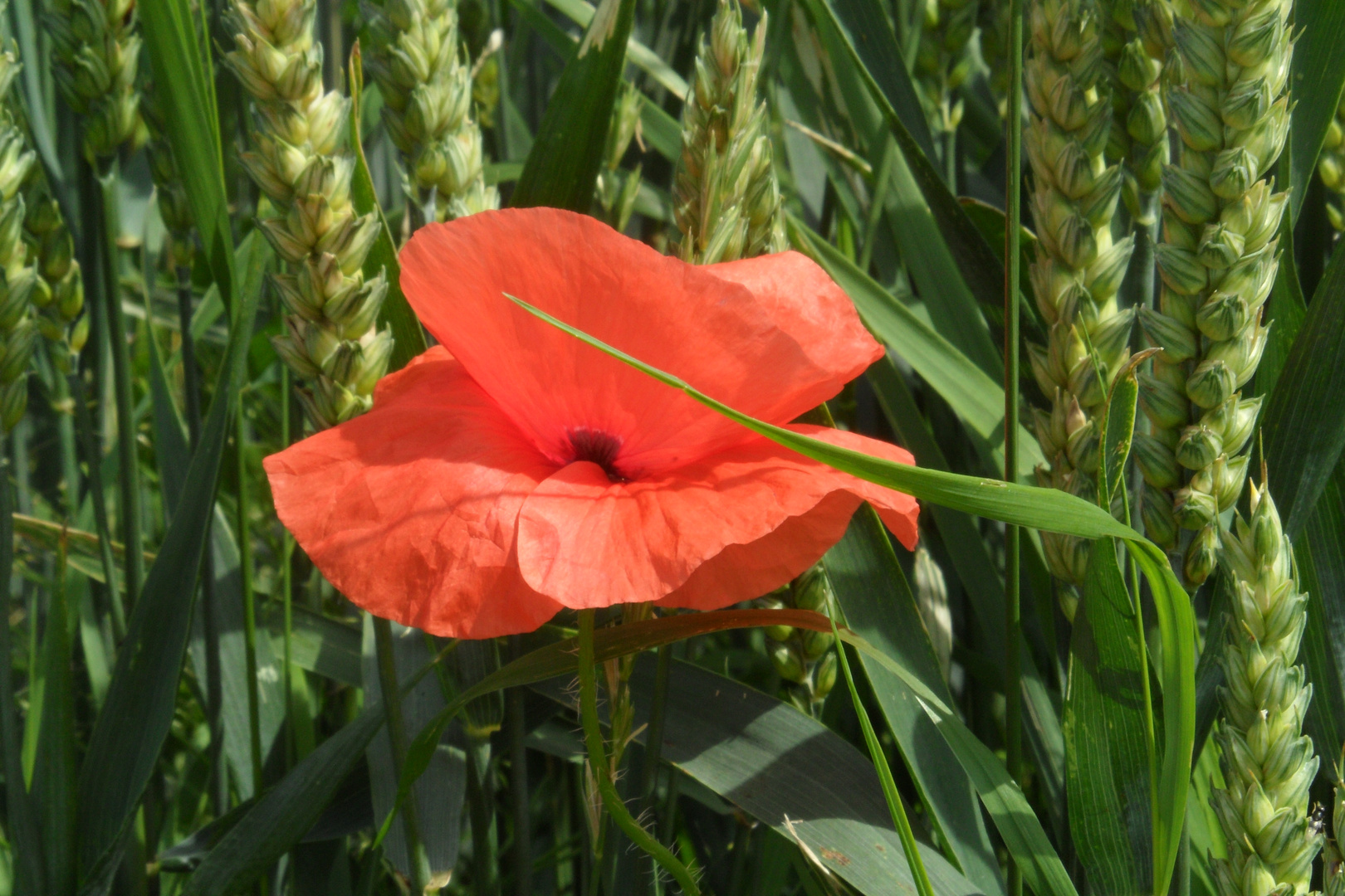 Mohn im Korn