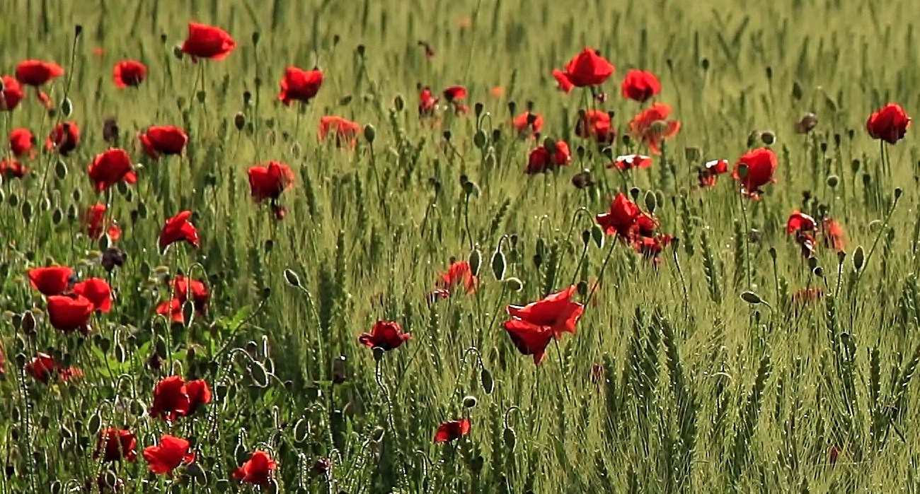 Mohn im Korn