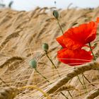 Mohn im Korn