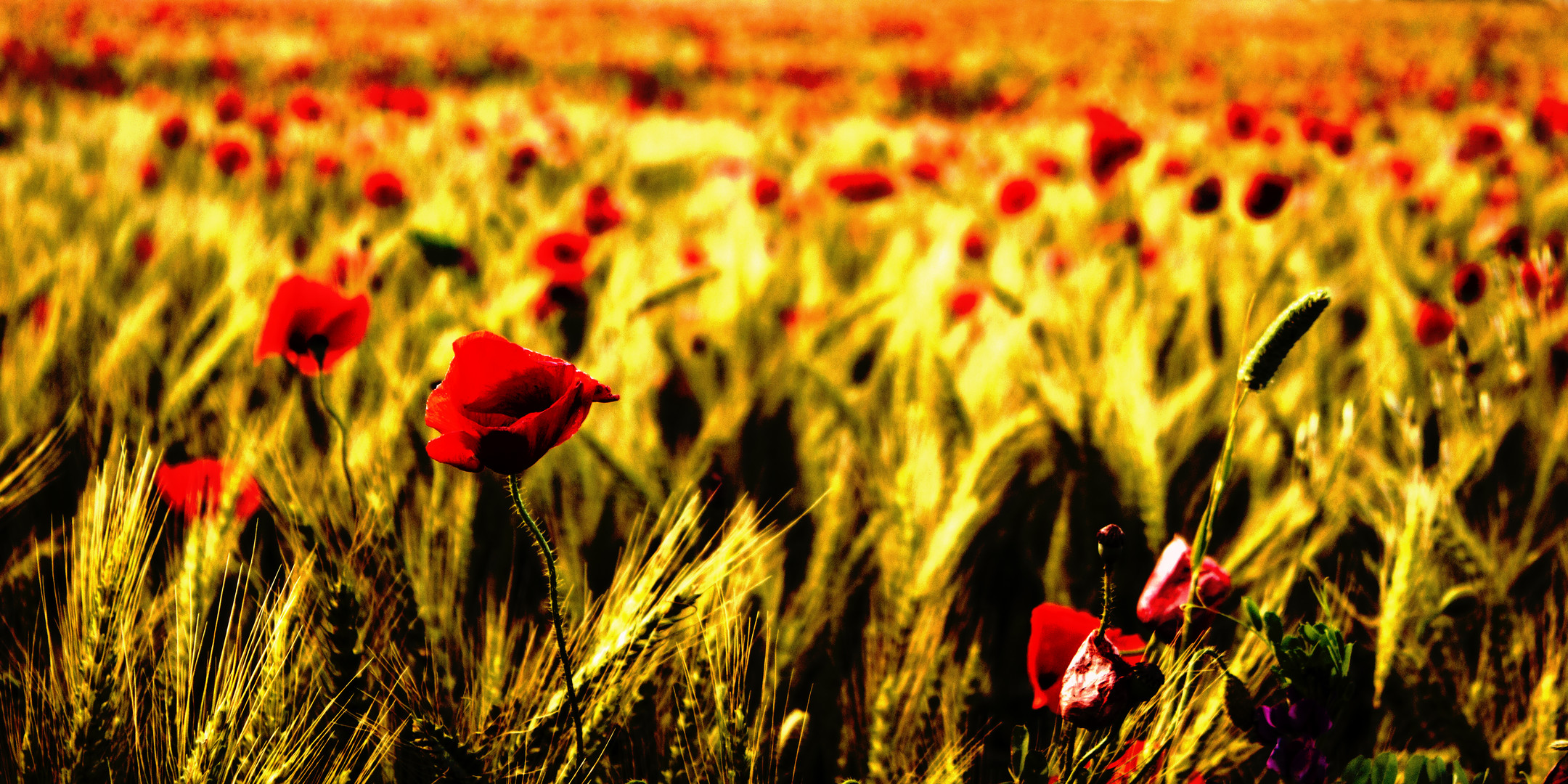 Mohn im Korn