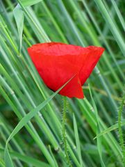 Mohn im Korn