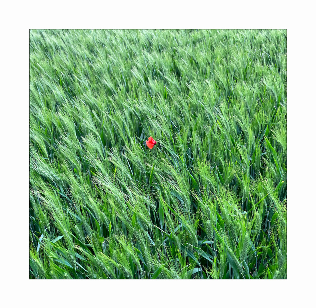 Mohn im Korn