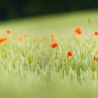 Mohn im Korn