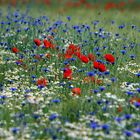 Mohn im Kornblumenfeld