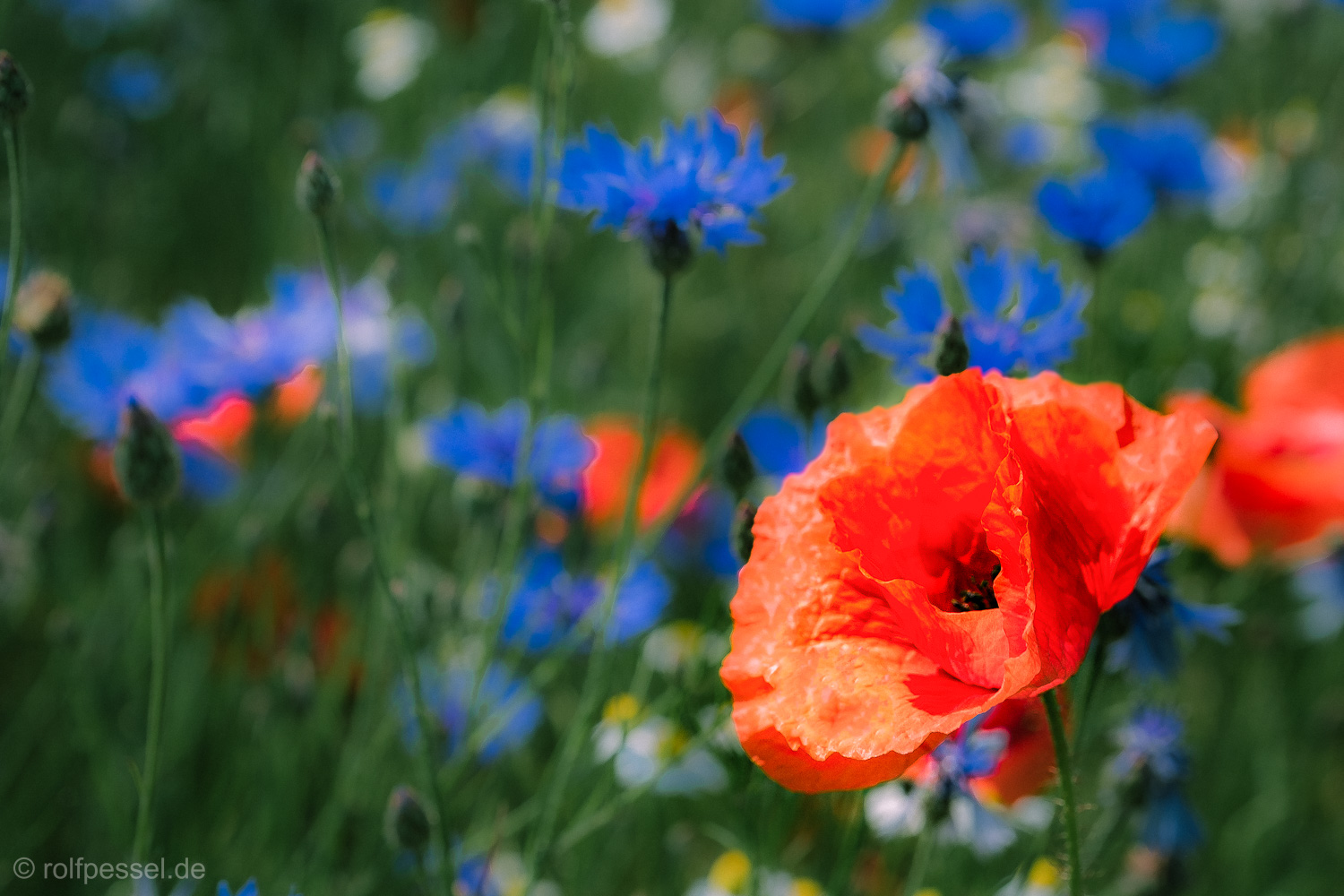 Mohn im Kornblumenfeld