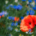 Mohn im Kornblumenfeld