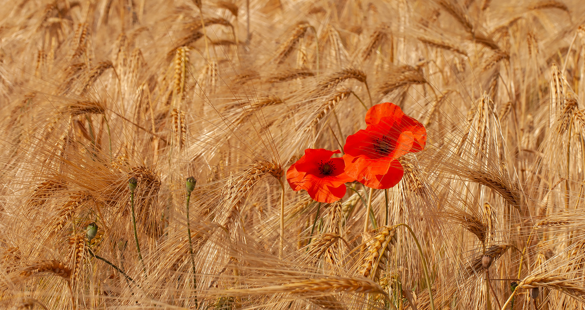 Mohn im Kornfeld 001