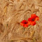 Mohn im Kornfeld 001