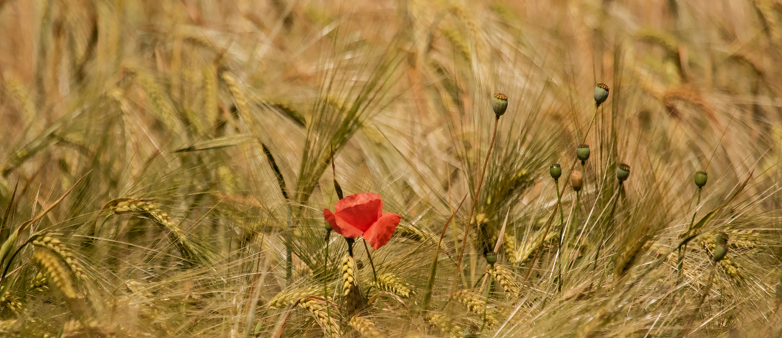 Mohn im Kornfeld 001