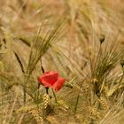 Mohn im Kornfeld 001