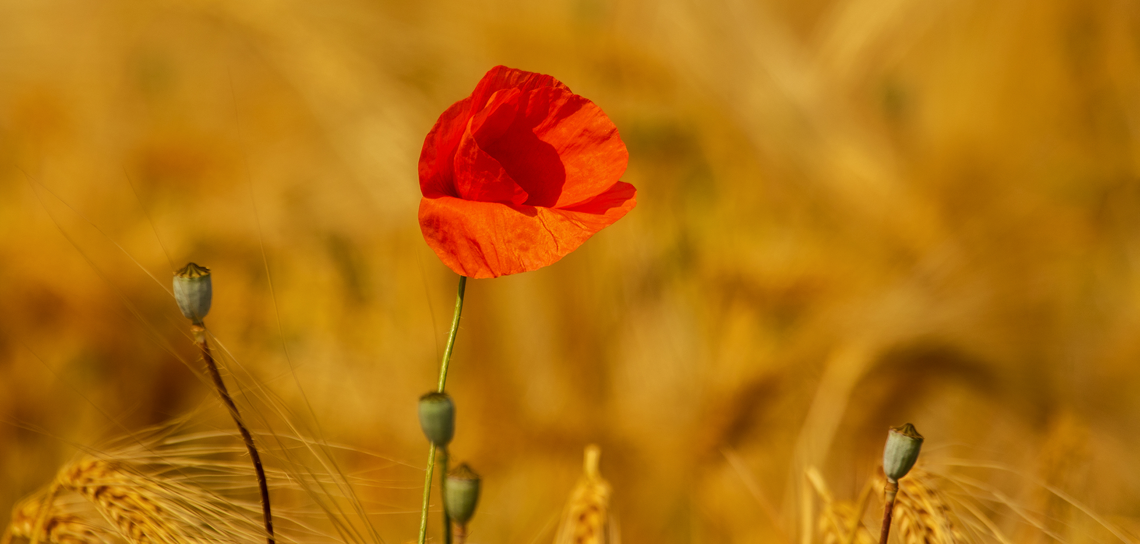 Mohn im Kornfeld 001