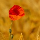 Mohn im Kornfeld 001