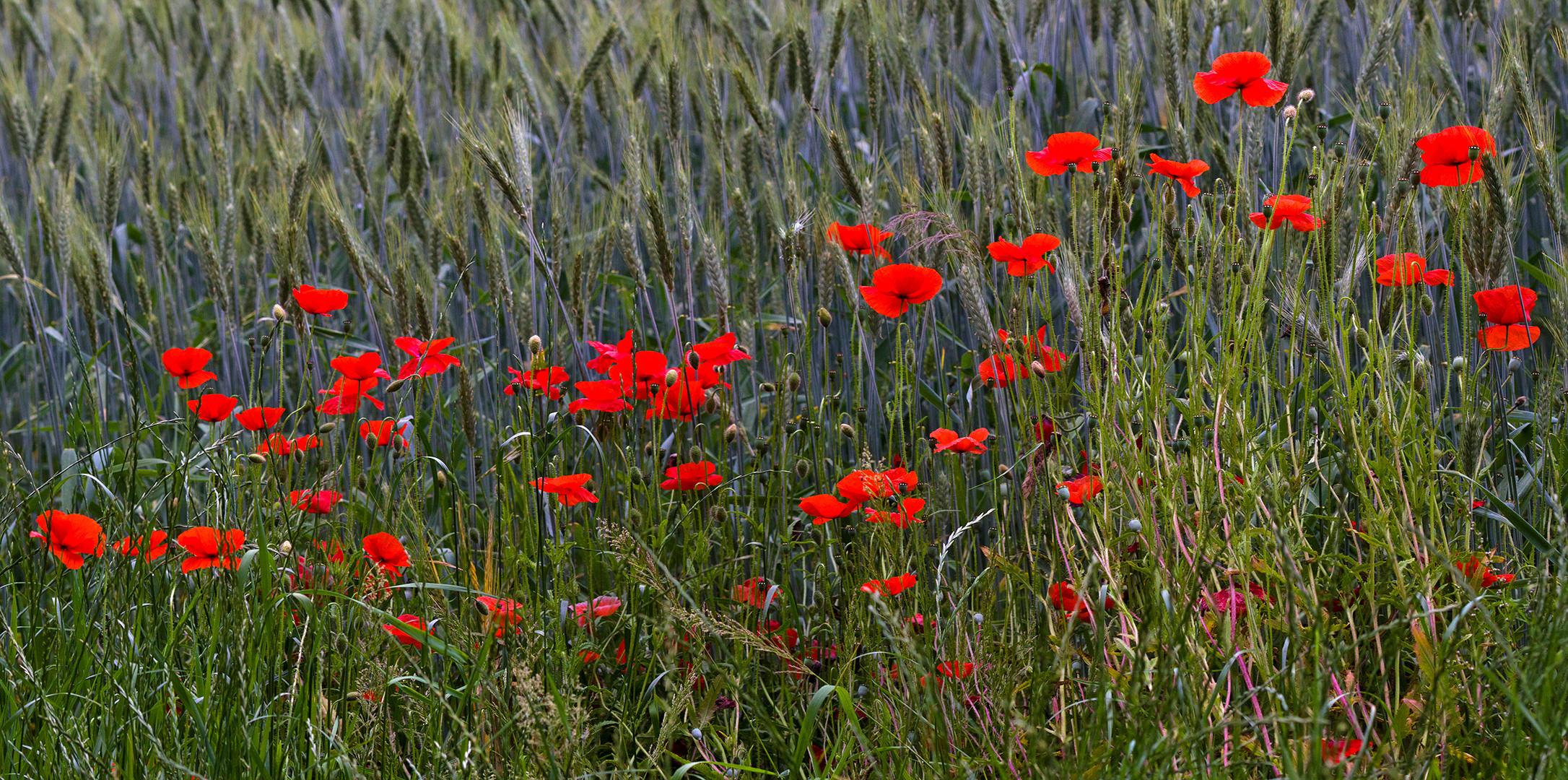 Mohn im Kornfeld 001a