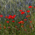 Mohn im Kornfeld 001a