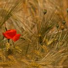 Mohn im Kornfeld 002