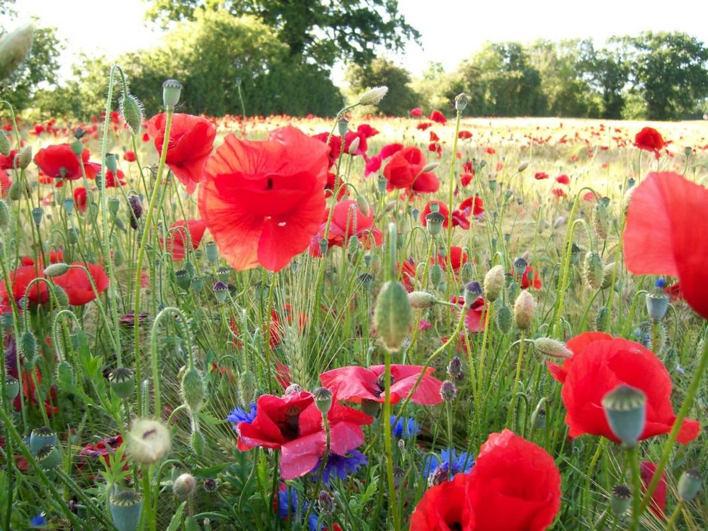 Mohn im Kornfeld-01