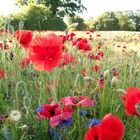 Mohn im Kornfeld-01