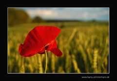 Mohn im Kornfeld