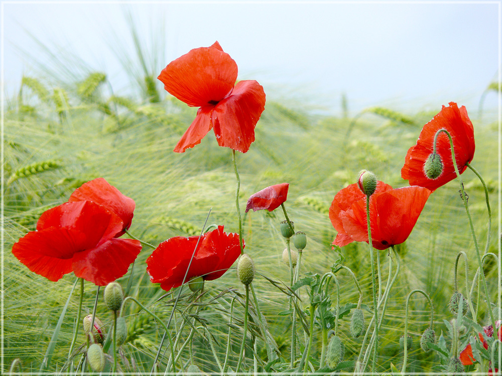 Mohn im Kornfeld